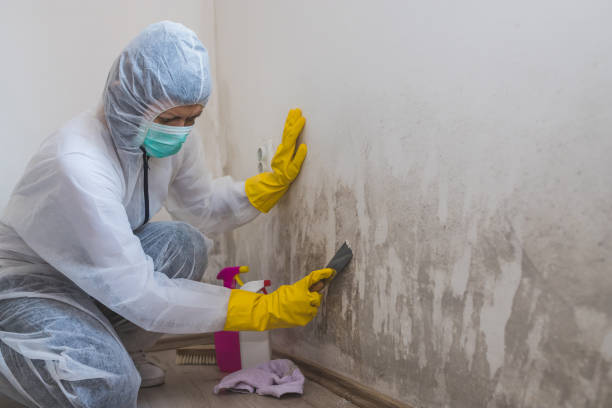 Best Residential Mold Remediation in Merchantville, NJ