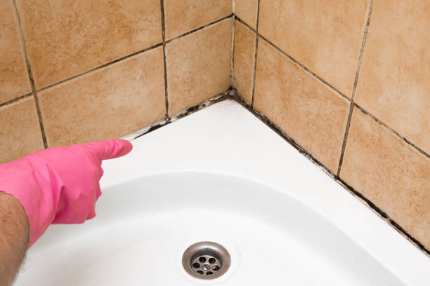 Best White Mold Remediation in Merchantville, NJ